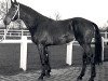 stallion Steinpilz van Hubertushoeve (Belgian Warmblood, 1972, from Alcanar xx)