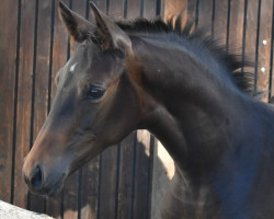 horse Ma Belle Hibiskus (Trakehner, 2018, from Hibiskus)