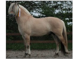 stallion Mosegårdens Lektor (Fjord Horse, 2014, from Rubin Skovå)