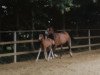 broodmare Salina-Cruz (German Riding Pony, 1997, from Nevado)