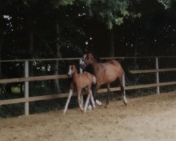 broodmare Salina-Cruz (German Riding Pony, 1997, from Nevado)