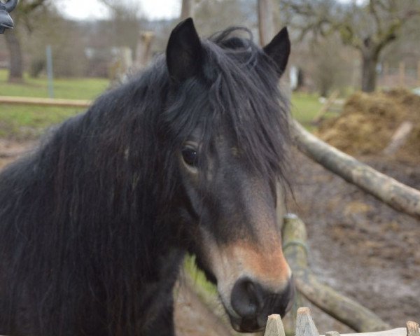 Pferd sabine schaumann (Dartmoor-Pony, 2009, von Doublebee Picco Bello)
