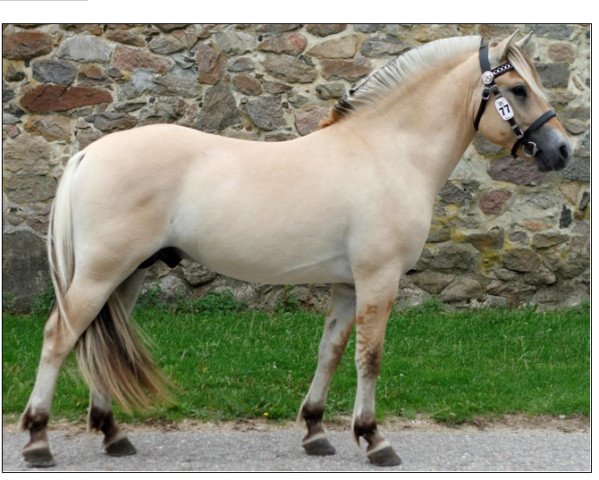 stallion Johs Frølunde (Fjord Horse, 2016, from Faust Frølunde)