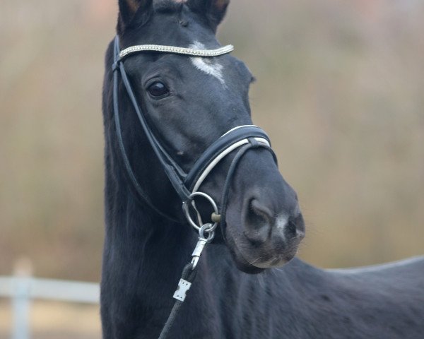 Zuchtstute Halea Kala (Österreichisches Warmblut, 2006, von Don Schufro)