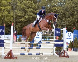 jumper Bilberry 2 (Oldenburg show jumper, 2010, from Burberry 9)