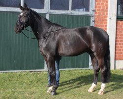 dressage horse Eurico D (Westphalian, 2008, from Ehrenmann)