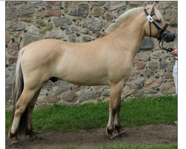 stallion Ågerupgård Fenix (Fjord Horse, 2015, from Ingolf Kjærgård)