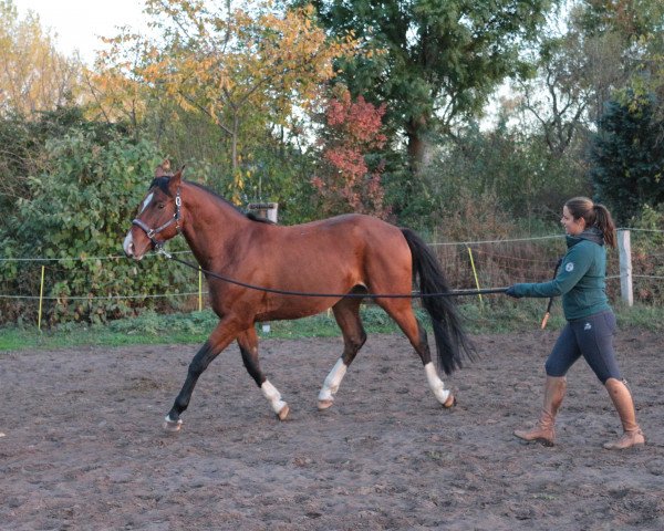 dressage horse Quincy Star (German Sport Horse, 2015, from Quaterback)