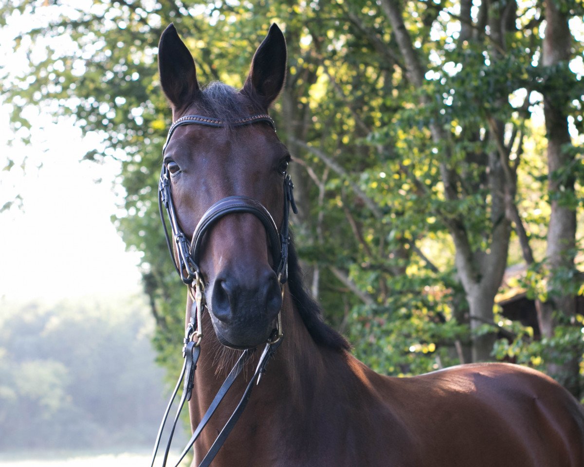 dressage horse Flash Dancer 14 (Oldenburg, 2009, from Fidertanz)