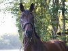 dressage horse Flash Dancer 14 (Oldenburg, 2009, from Fidertanz)