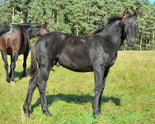 dressage horse Morrico SM (Oldenburg, 2021, from Morricone)