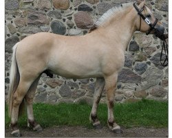 horse Prinsholm’s Cato (Fjord Horse, 2015, from Optimist Halsnæs)