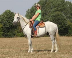 Pferd Sandy (Connemara-Pony, 2013)