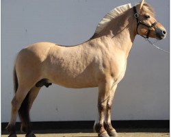 stallion Fuzzy Stanstorp (Fjord Horse, 2003, from Dukat Halsnæs)