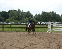 dressage horse Romulus R (Holsteiner, 1992, from Romino)