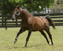 stallion Fappiano xx (Thoroughbred, 1977, from Mr. Prospector xx)