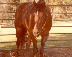 broodmare Killaloe xx (Thoroughbred, 1970, from Dr. Fager xx)