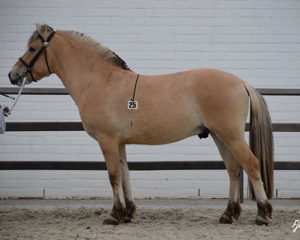 horse Siet van het Meesdal (Fjord Horse, 2016, from Benten N-05-2637)