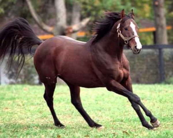 stallion Unbridled xx (Thoroughbred, 1987, from Fappiano xx)