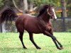 stallion Unbridled xx (Thoroughbred, 1987, from Fappiano xx)