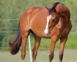 horse Casanova (Hungarian Warmblood, 2015, from Carpaccio)