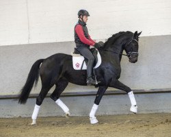 horse K.C. Glanz und Gloria (Rheinländer, 2015, from Grey Flanell)