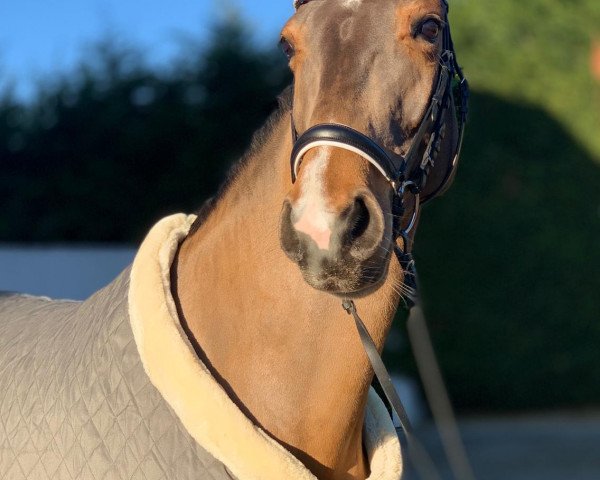 dressage horse Europa Gv (Westphalian, 2015, from Escolar)