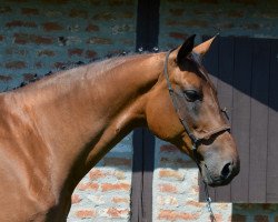 broodmare Márvány Sajtos Nadli (Hungarian Warmblood, 2003, from Marvany)