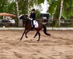 dressage horse Lady Lemony (Hanoverian, 2013, from Lemony's Nicket)