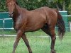 dressage horse Bombay Saphire (Hanoverian, 2015, from Bordeaux 28)