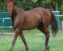 dressage horse Bombay Saphire (Hanoverian, 2015, from Bordeaux 28)