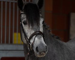 jumper Charlotte 236 (Oldenburg show jumper, 2016, from Coupie)