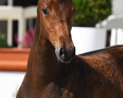 jumper Aranykapu Calandor (Hungarian Warmblood, 2018, from Aranykapu Claramo)