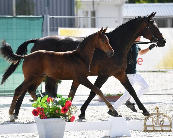 broodmare Linique 5 (Oldenburg, 1998, from Landor S)