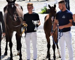 broodmare Aranykapu Anfora (Oldenburg, 2006, from Carismo II 123 FIN)