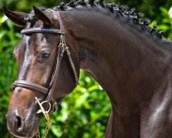 stallion Eurostar (Oldenburg, 2013, from Con Lapilot)