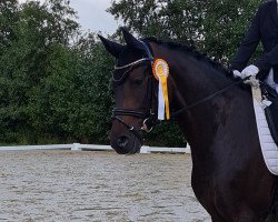 dressage horse Federleicht M (Hanoverian, 2016, from Fürstenball)