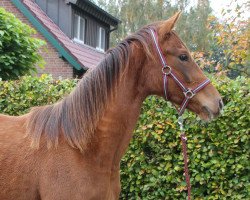 dressage horse C'est bon H (Westphalian, 2014, from Charmeur)