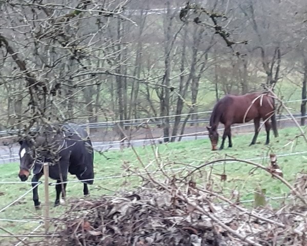 Pferd Lucilus (Rottaler Warmblut, 2017, von Lucanus)