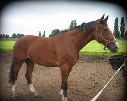 Zuchtstute Teddy van de Kapel (Belgium Sporthorse, 2003, von Landjuweel St Hubert)