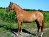 dressage horse Danny's Rock Me GM (German Riding Pony, 2015, from Danny Gold)