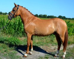 dressage horse Danny's Rock Me GM (German Riding Pony, 2015, from Danny Gold)