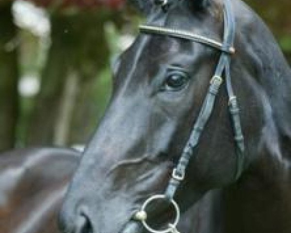 broodmare Don Frederica (Hanoverian, 1999, from Donnerhall)