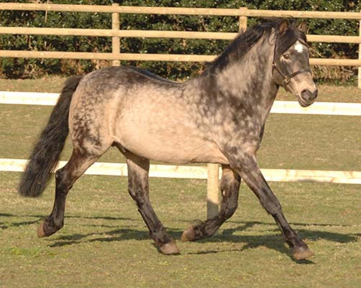 Deckhengst Templebready Fear Bui (Connemara-Pony, 1987, von Moyglare Samson)
