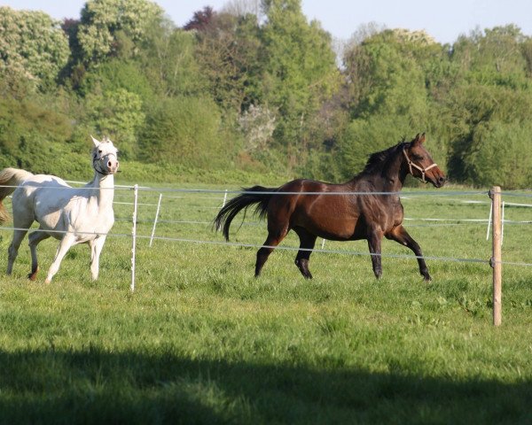 broodmare My Girl (Trakehner, 2003, from Osterbote)