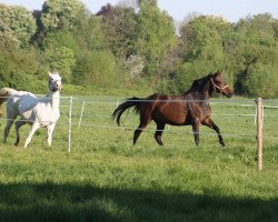 Zuchtstute My Girl (Trakehner, 2003, von Osterbote 1462)