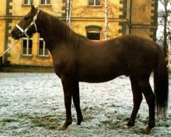stallion Antler xx (Thoroughbred, 1975, from Northfields xx)