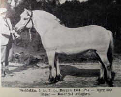 horse Nesblakka (Fjord Horse,  , from Byrg N.999)