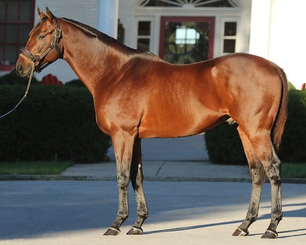 stallion Optimizer xx (Thoroughbred, 2009, from English Channel xx)