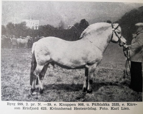 Deckhengst Byrg N.999 (Fjordpferd, 1935, von Knuppen N.908)